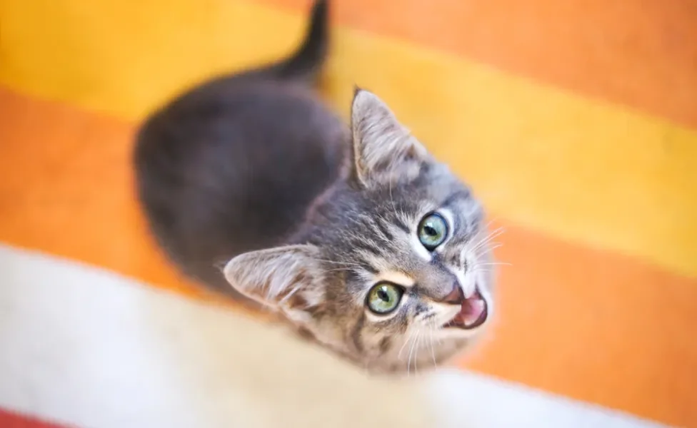 gato miando olhando para cima