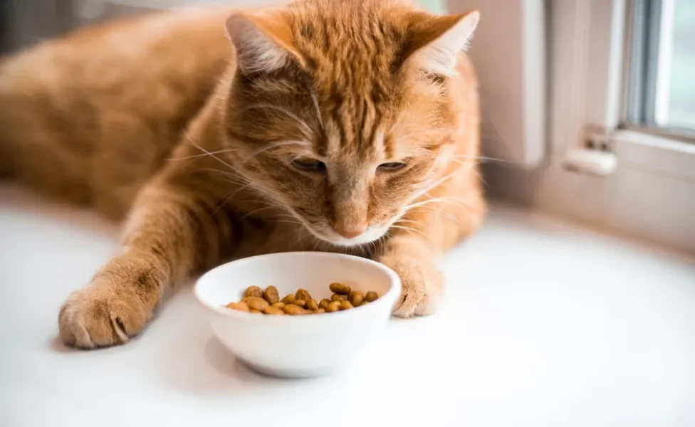 micoplasmose felina: gato olhando para pote de ração