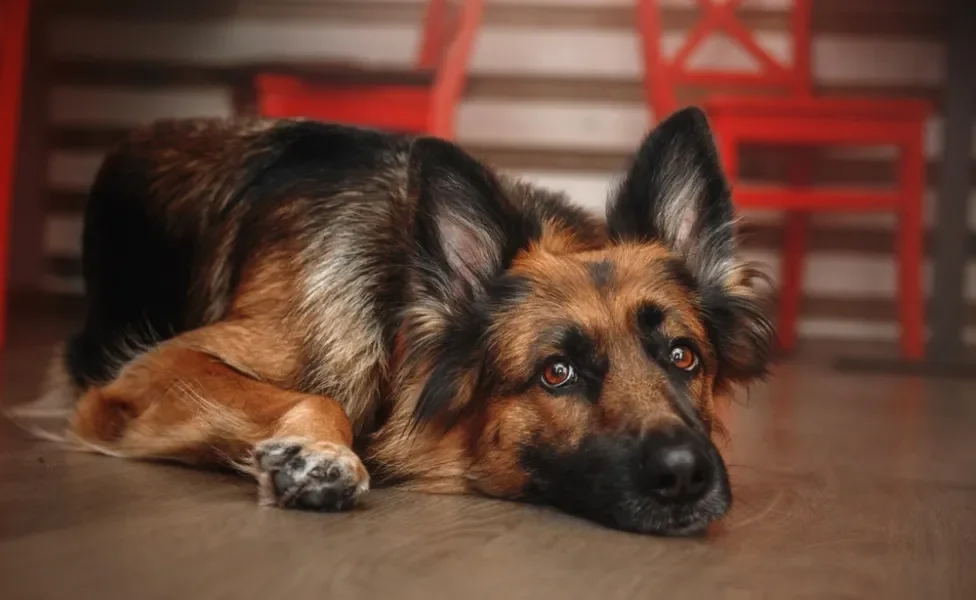 mielopatia degenerativa em cães: cachorro deitado no chão de casa