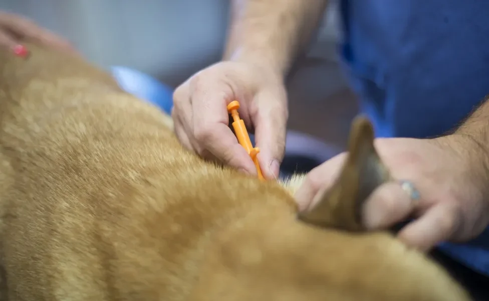 Aplicação de microchip em cachorro