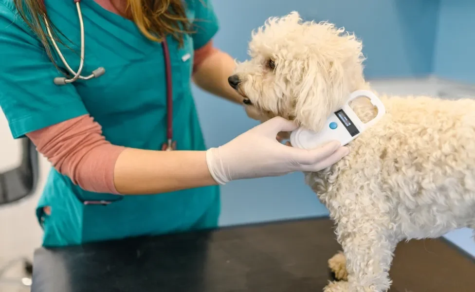 Veterinária checando microchip em cachorro