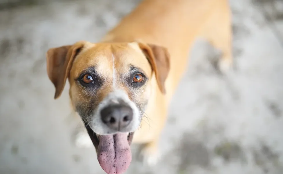 Cão Vira-lata Caramelo com a língua de fora