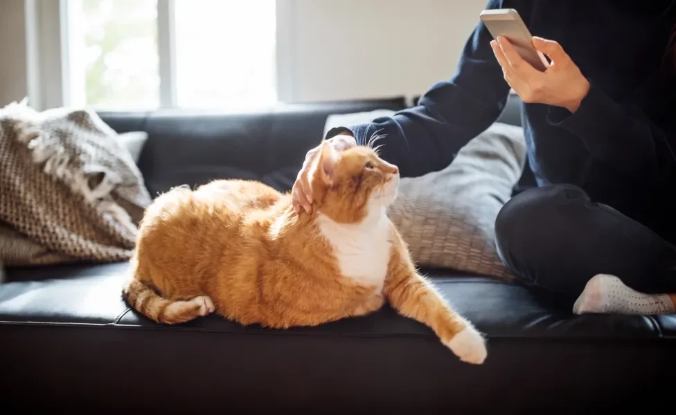 Gato laranja e branco deitado em sofá recebendo carinho de tutor que mexe no celular