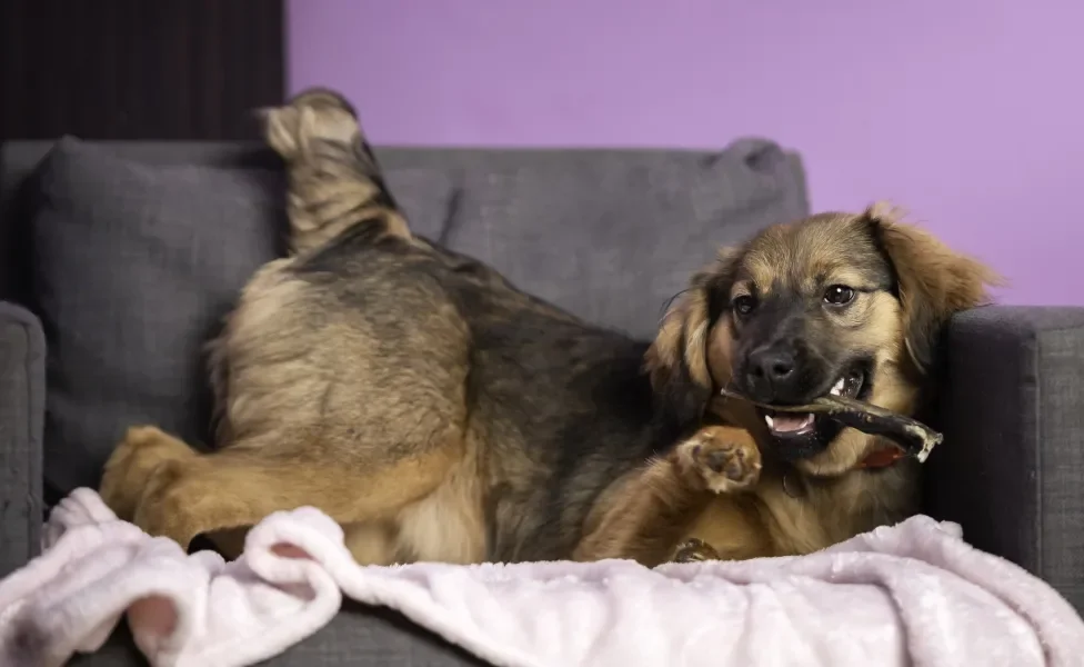 Cachorro mordendo um brinquedo e deitado no sofá