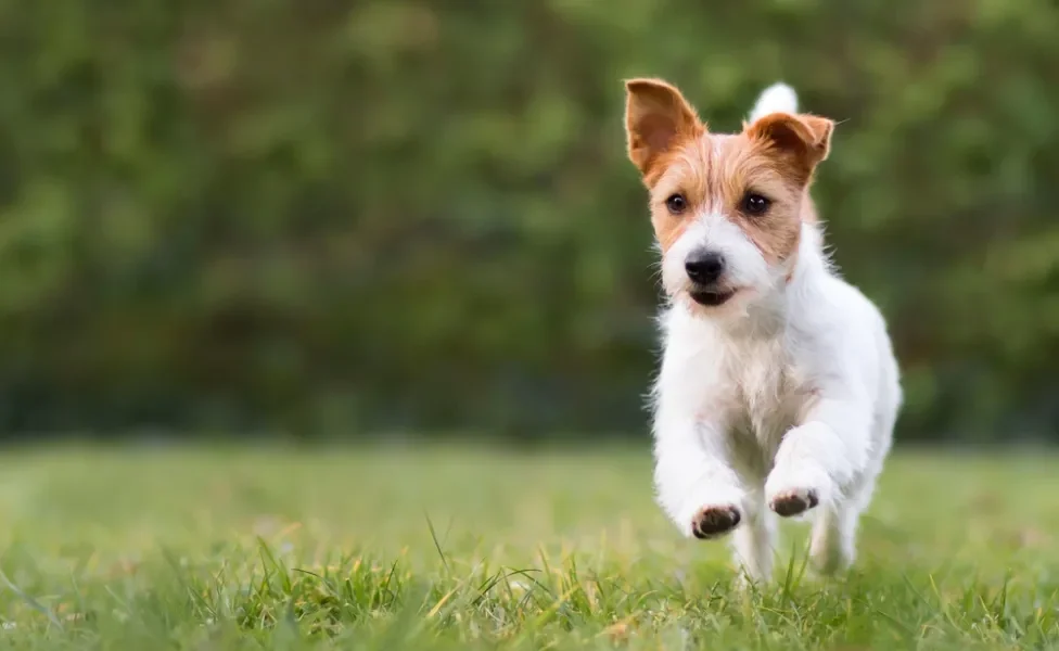 mordida de rato em cachorro: cão correndo no quintal