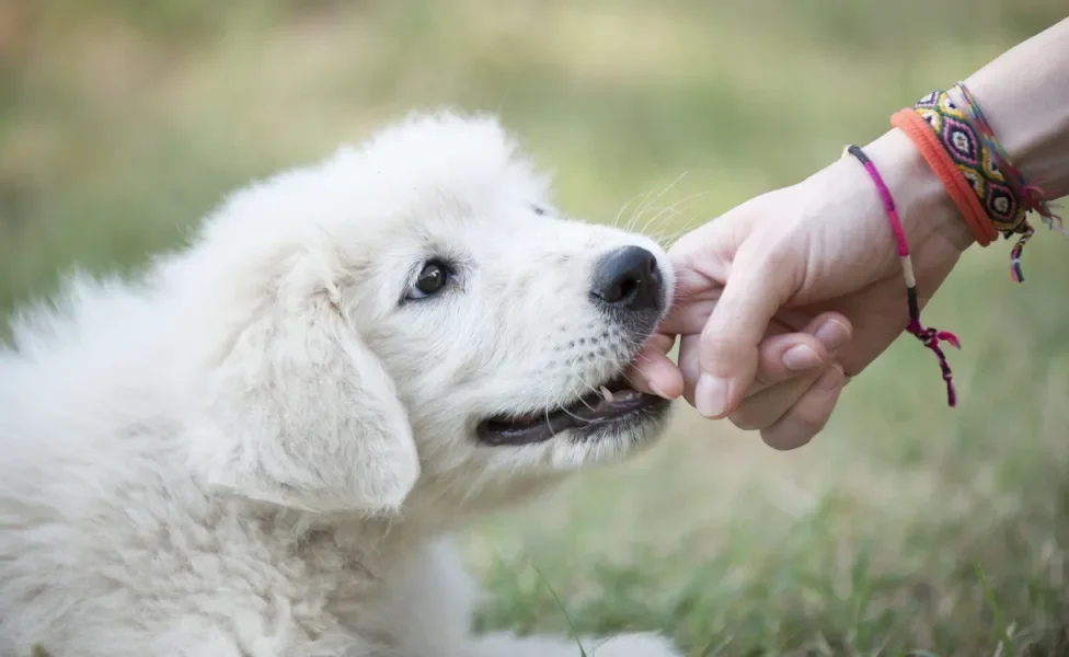 Cão branco filhote mordendo mão de pessoa