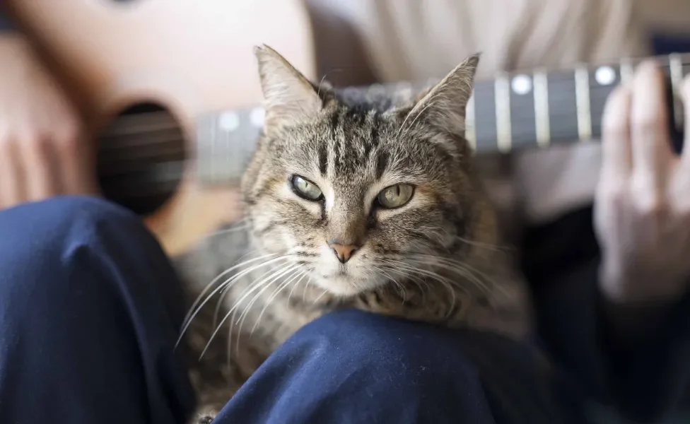 Gato cinza no colo de tutor com violão ao fundo