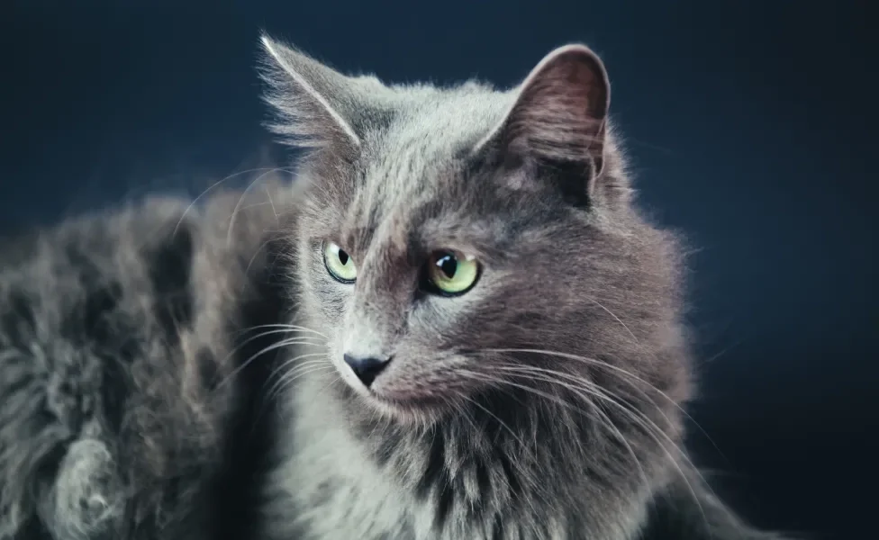 Gato da raça Nebelung cinza em fundo escuro