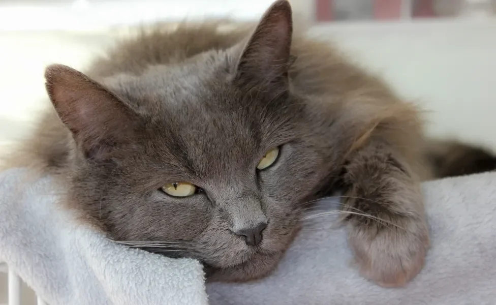 Gato Nebelung deitado em cima de toalha