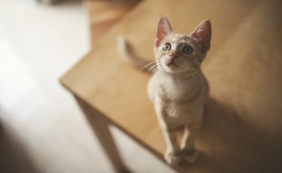 gato laranja em cima da mesa olhando para a foto