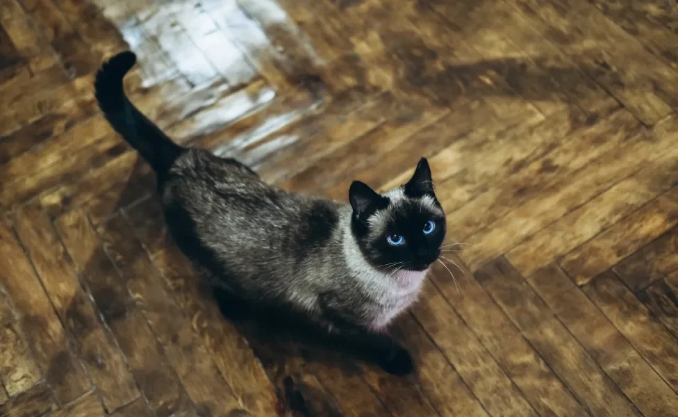 gato siamês parado em pé olhando para a foto