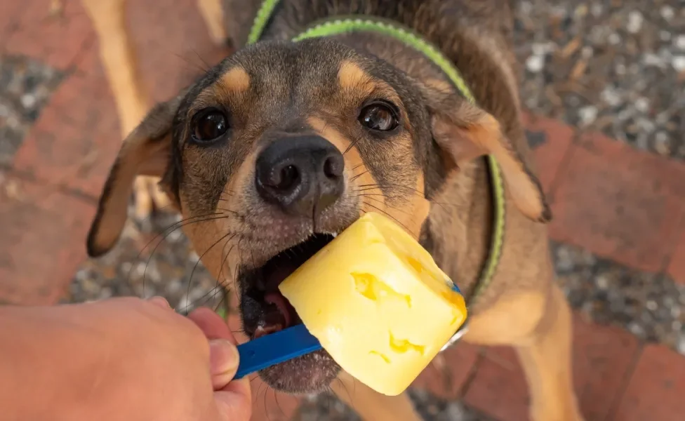 cachorro comendo picolé