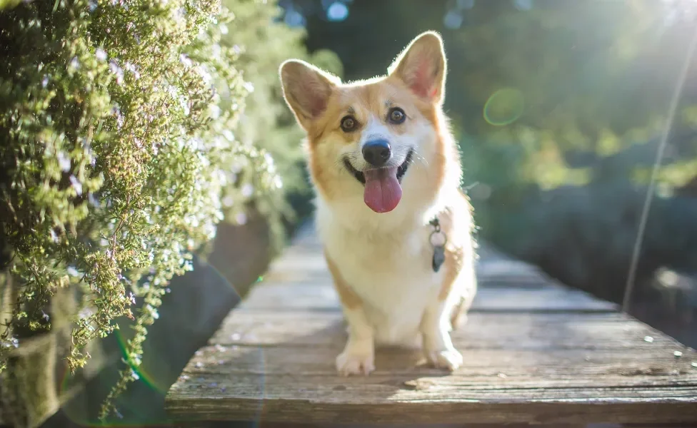 cachorro Corgi ao ar livre