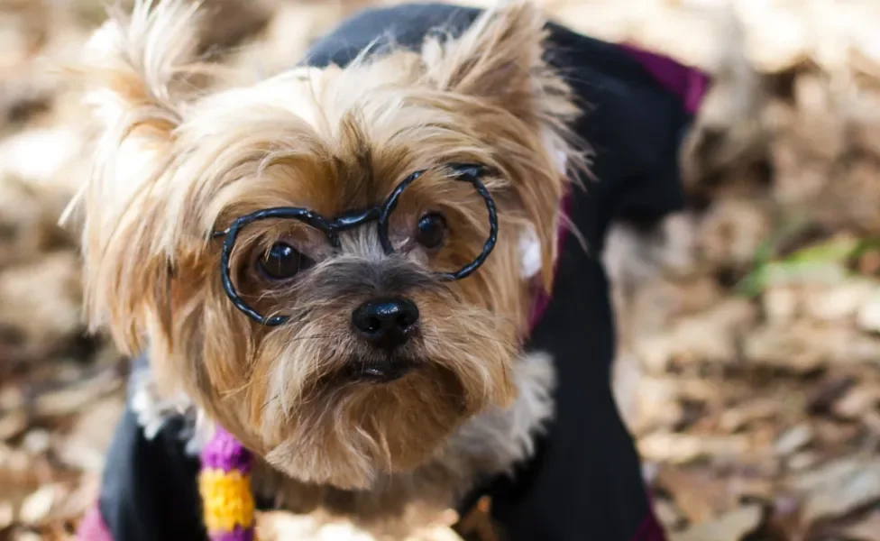 cachorro vestido com roupa de Harry Potter