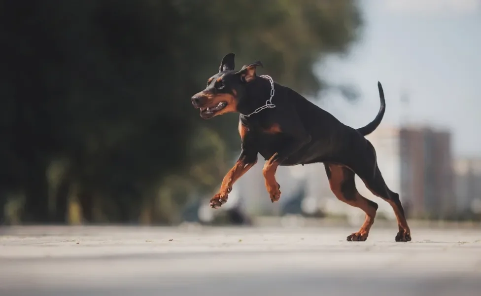 cachorro grande pulando ao ar livre