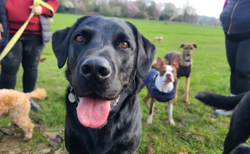 cachorro preto no parque com outros cachorros