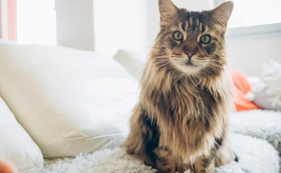 Gato Maine Coon marrom sentado em sofá