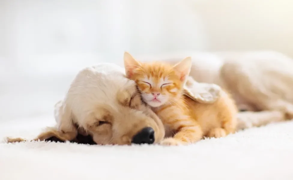 gato e cachorro dormindo juntos