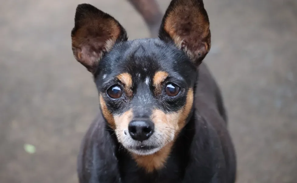 Cão Pinscher preto em destaque