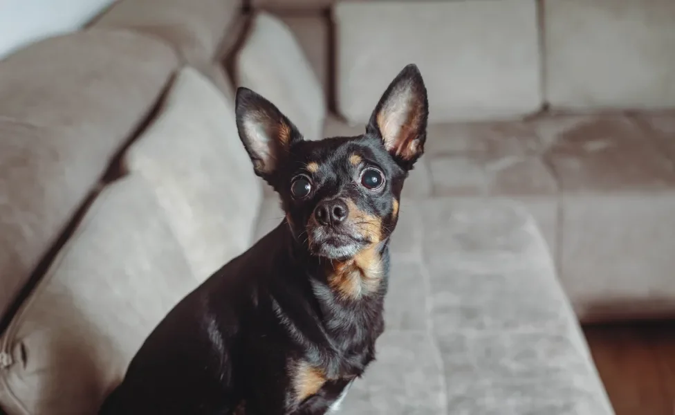 Cão Pinscher preto sentado em sofá