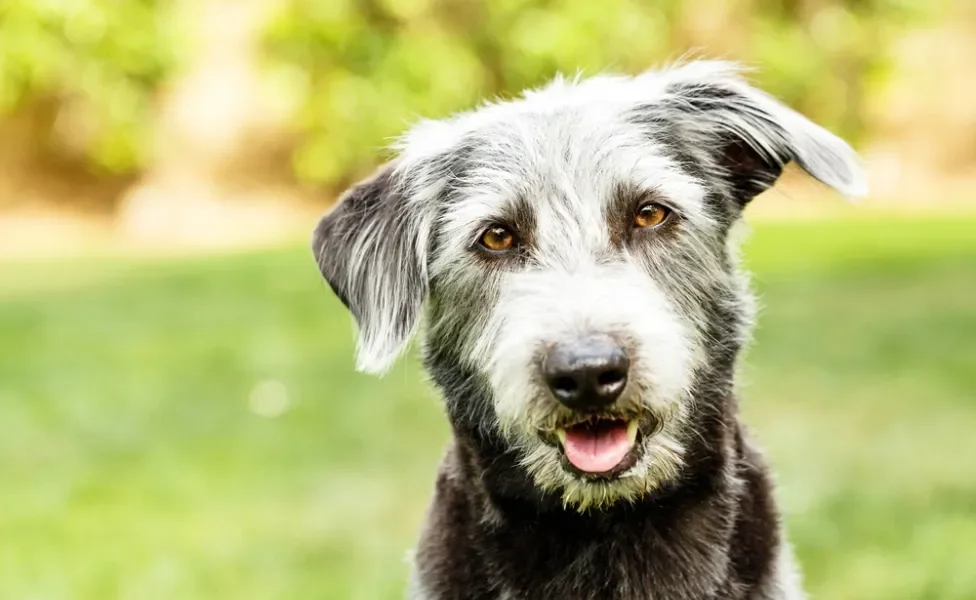 cachorro peludo com a língua de fora