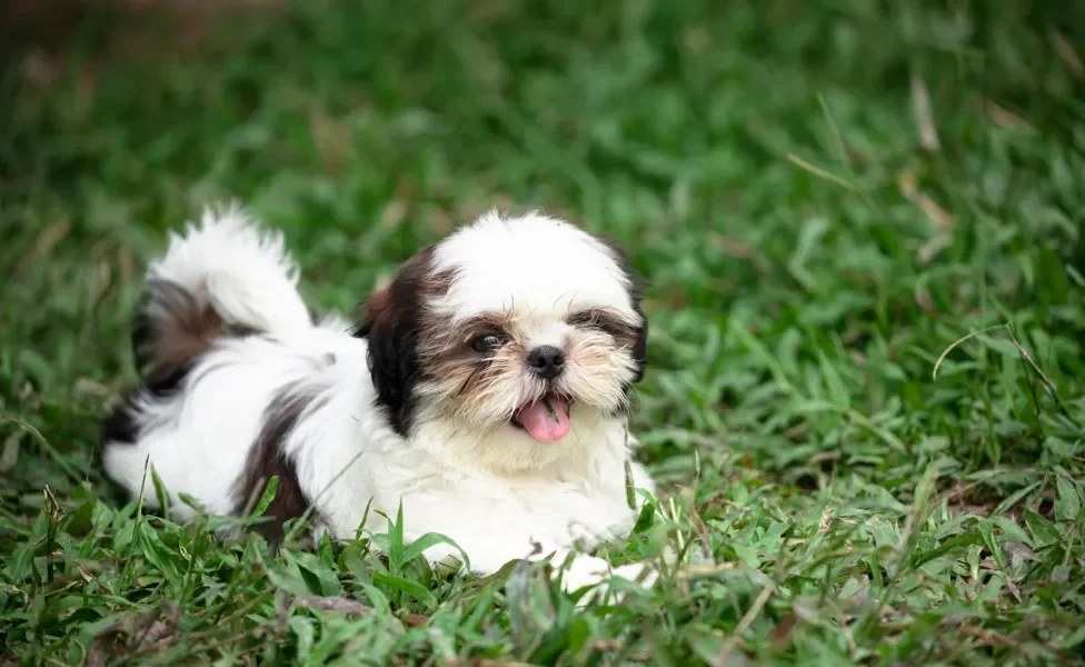 Cão Shih Tzu deitado em gramado