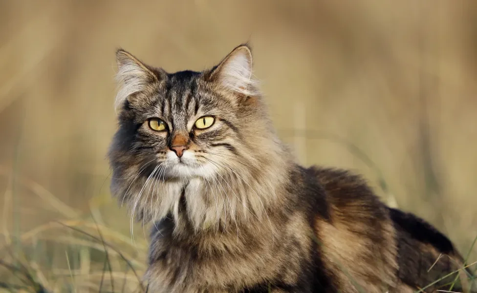 gato peludo da raça Norueguês da Floresta sentado ao ar livre