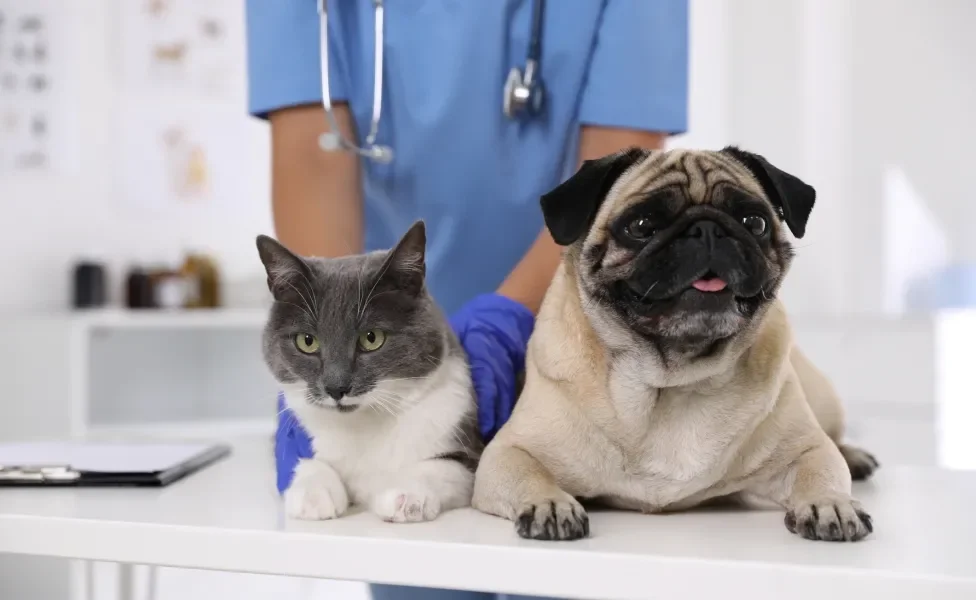 cachorro e gato no veterinário