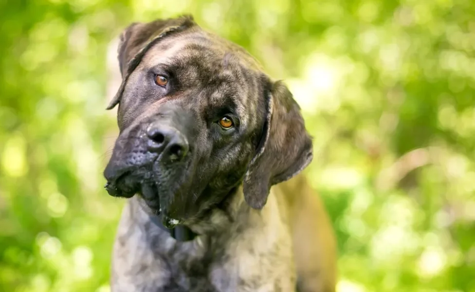 o que os cachorros pensam: cão com a cabeça inclinada