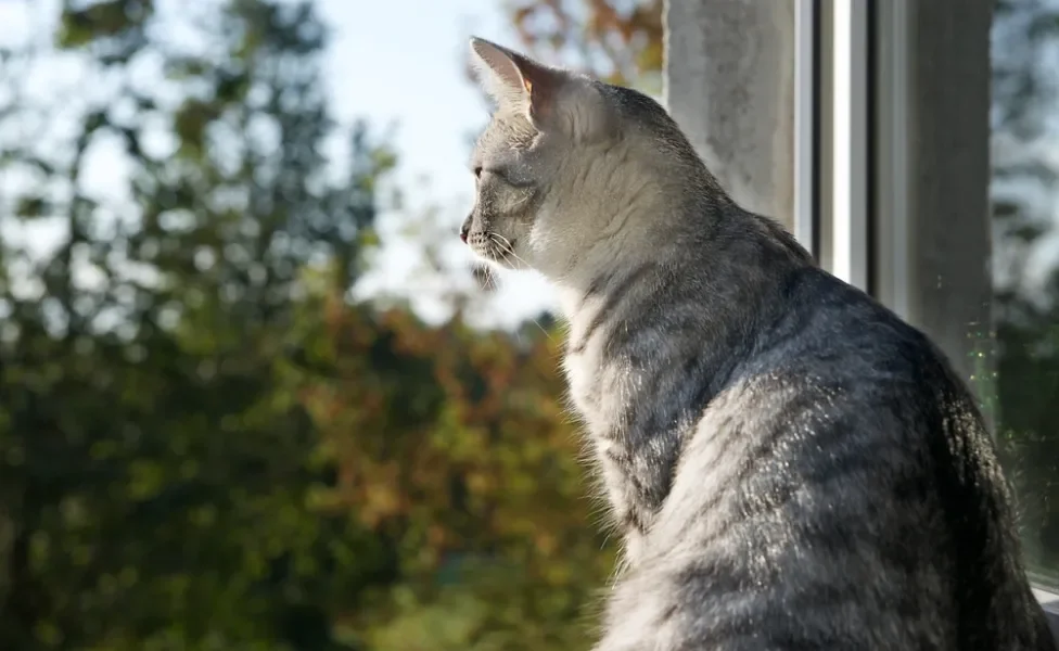 gato malhado sentado na frente de uma janela olhando a vista