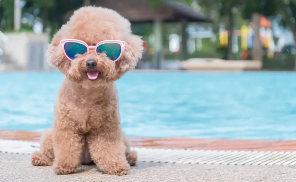 cão usando óculos de sol para cachorro