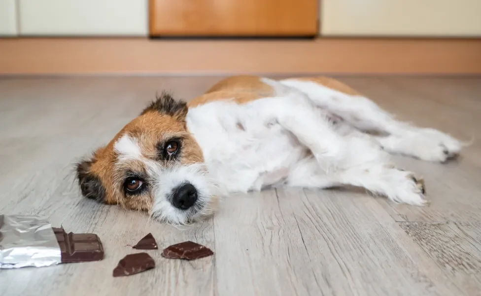 Cãozinho deitado no chão perto de pedaços de barra de chocolate