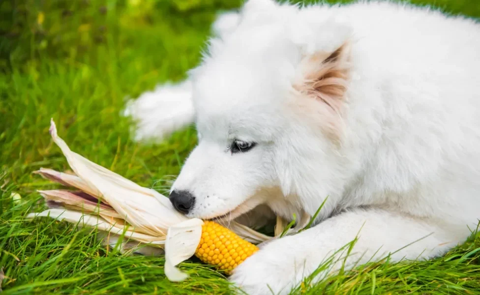 cachorro com espiga de milho