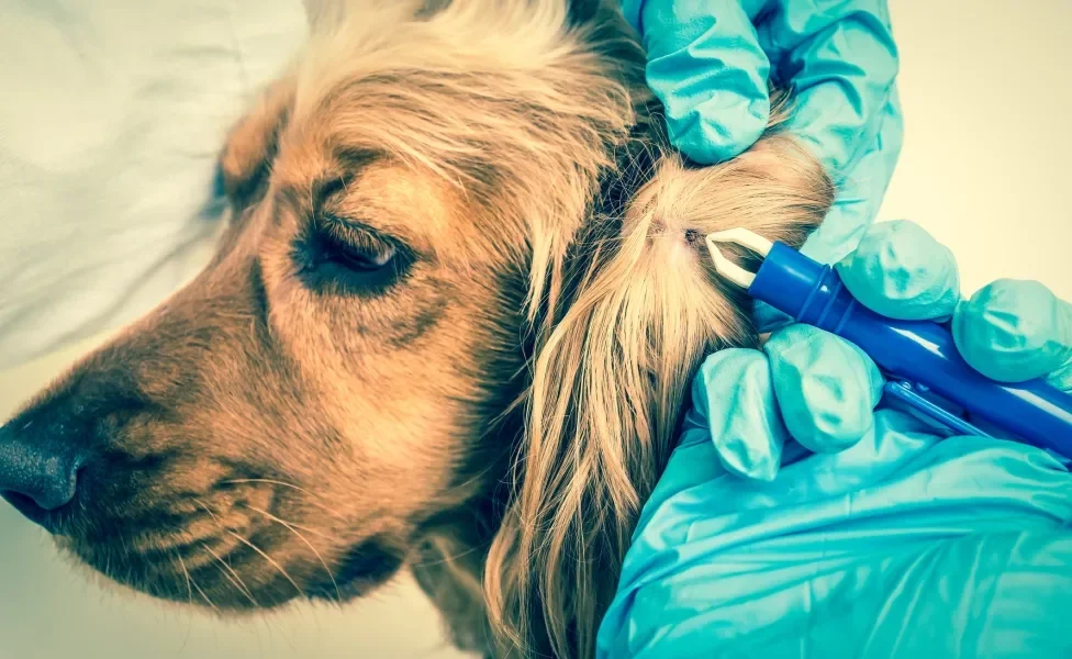 Veterinário removendo carrapato da orelha de cão peludo amarelo com ferramenta