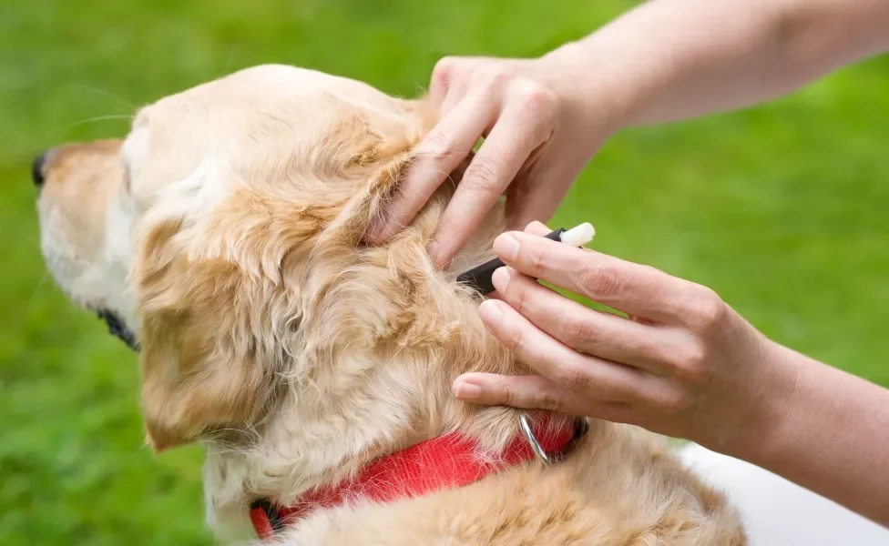 Pessoa tirando carrapato de cachorro grande amarelo peludo