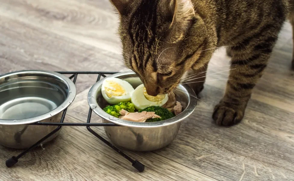 Gato cinza comendo comida natural no pote