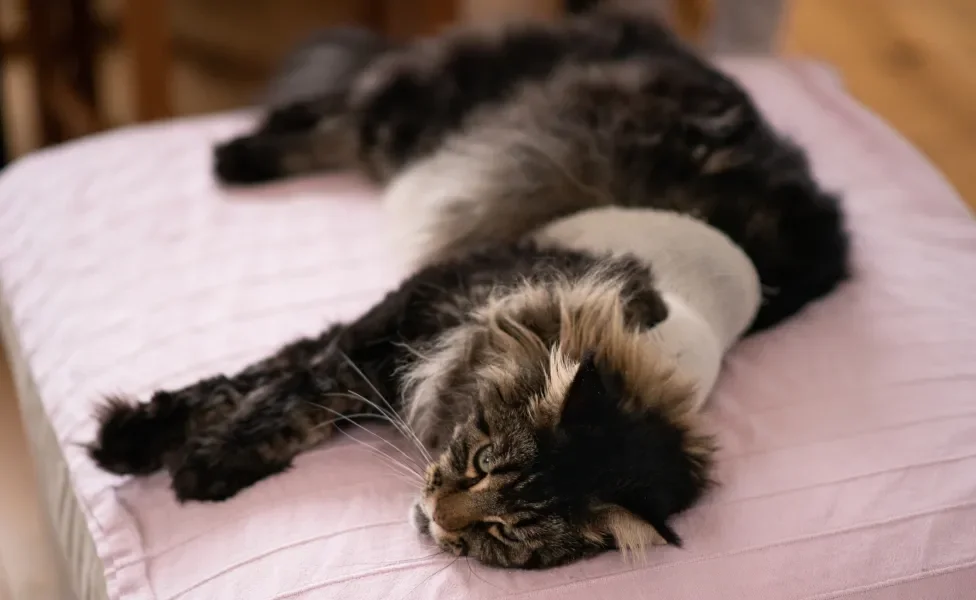 Gato preto peludo usando pano de proteção pós-cirúrgico