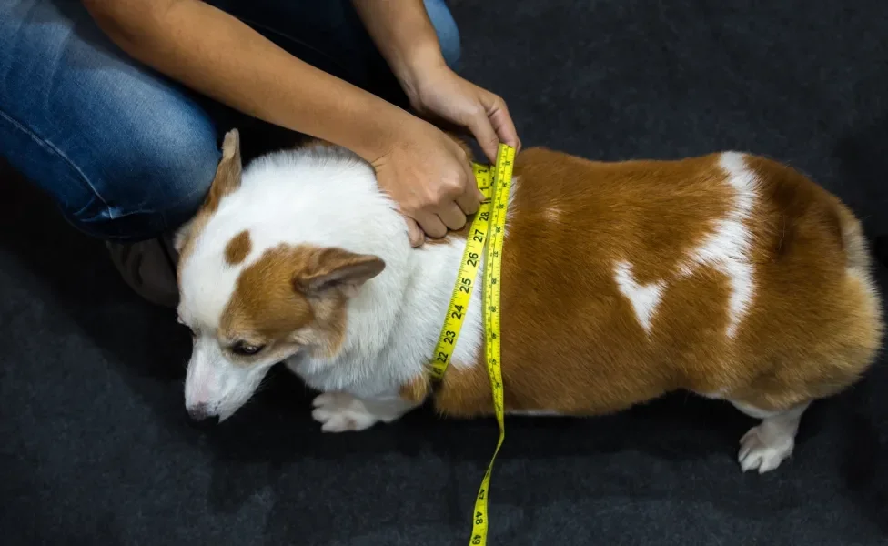 Cachorro acima do peso tendo sua largura medida com fita métrica por humano