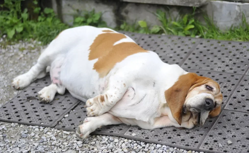 Cachorro com excesso de peso deitado no chão