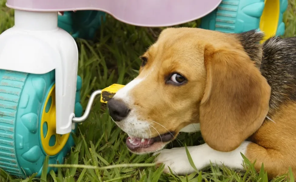 Cão Beagle mordendo pedal de bicicleta de criança