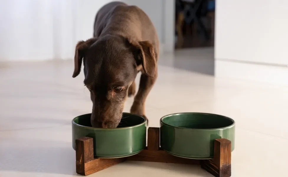 cachorro comendo no potinho de ração