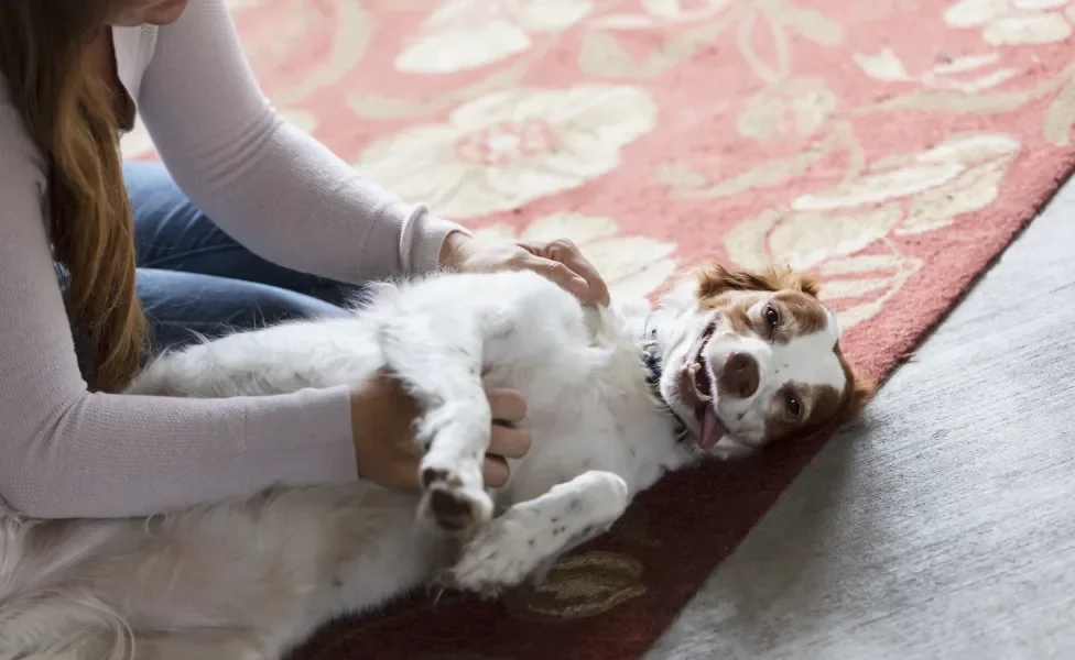 Tutora fazendo carinho no peito de cachorro deitado em tapete