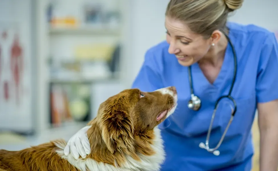 Veterinária sorri para cachorro marrom em seu consultório