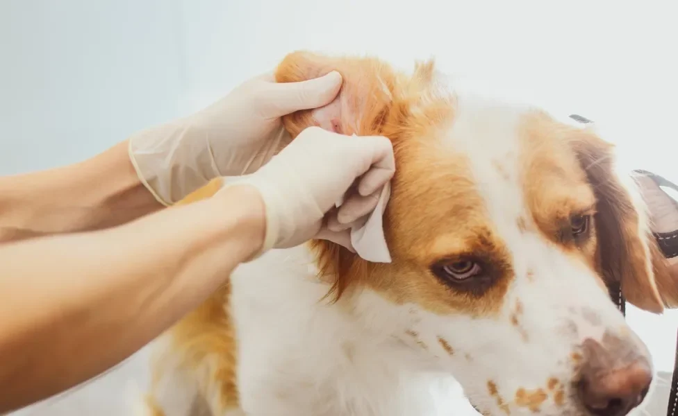 Mãos de pessoa usando luvas secando ouvido de cão com lenço