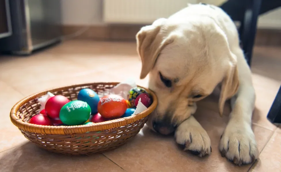 Cachorro cheirando cesta com ovos de Páscoa coloridos