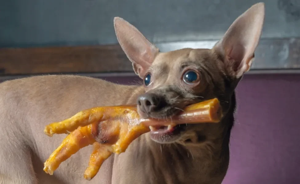 cão com um pé de galinha na boca