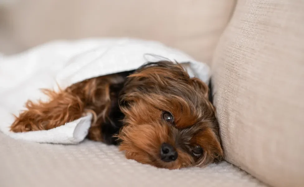 cachorro Yorkshire deitado em sofá coberto com uma manta