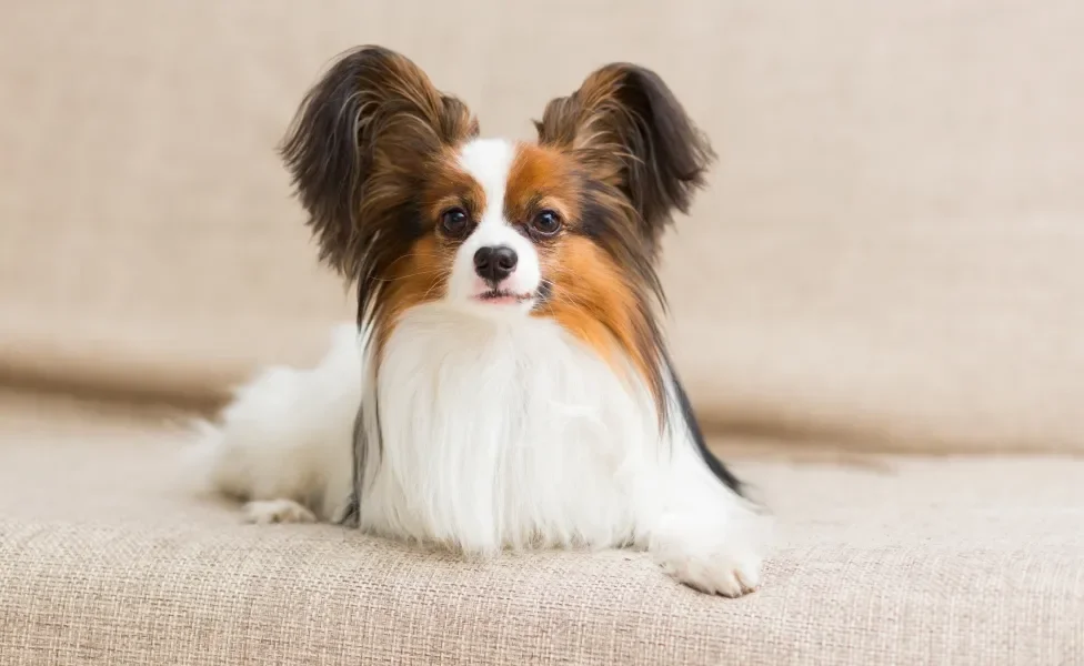 Cãozinho Papillon deitado em sofá