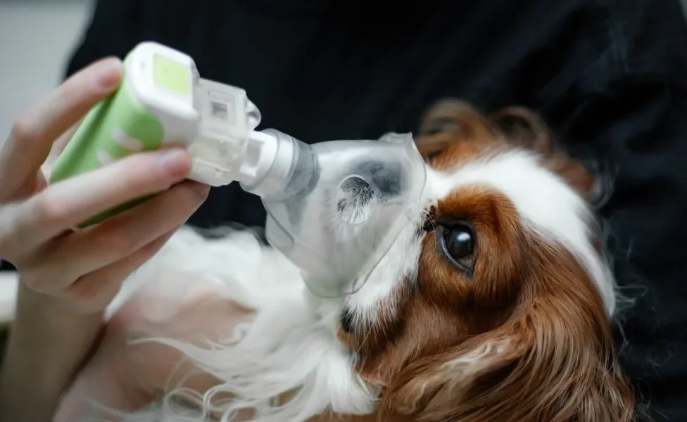 Cachorro fazendo nebulização