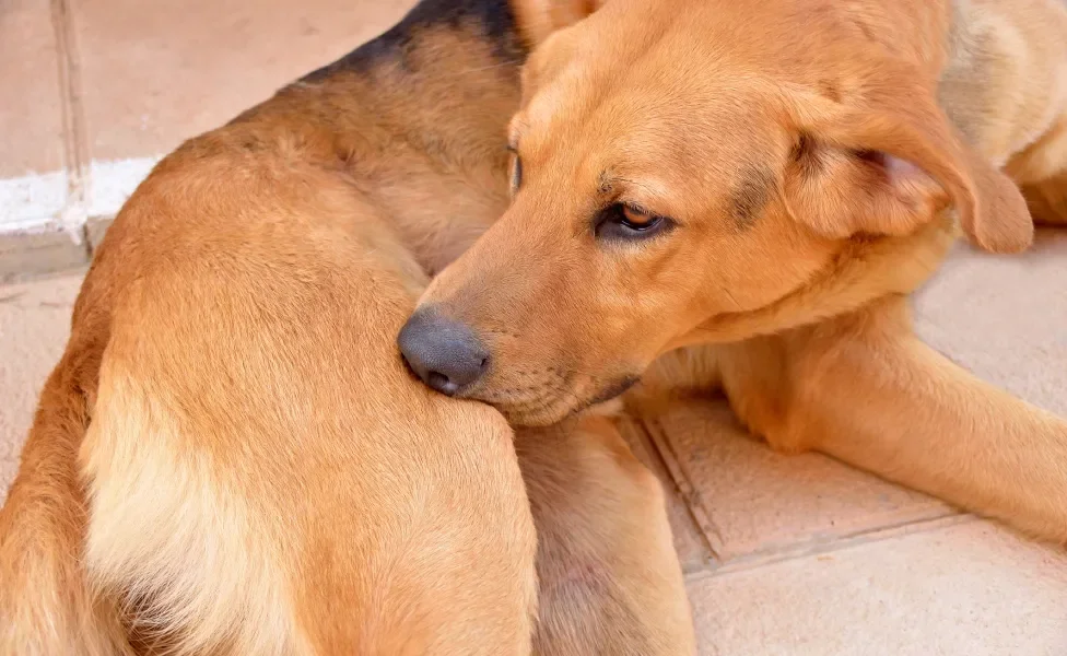 Cão alaranjado mordendo coxa traseira